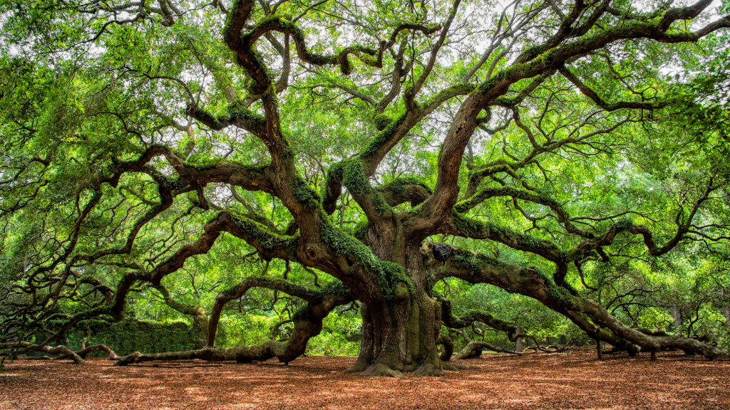 Angel Oak Tree, Charleston South Carolina